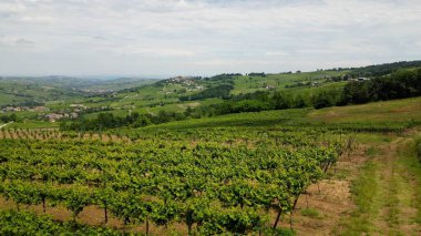 İtalya, şarap üretimi için üzüm bağları olan tepeler, sıra sıra asmalar - Apeninlerin manzara manzarası