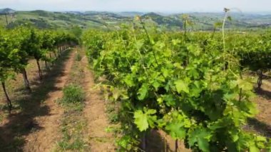 İtalya, şarap üretimi için üzüm bağları olan tepeler, sıra sıra asmalar - Apeninlerin manzara manzarası