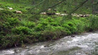 Dağlarda nehir kenarındaki koyunlar