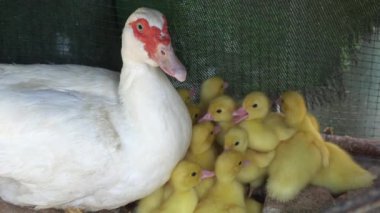 Anne ördek tavuk, civciv ve küçük sarı ve narin bebekler kapılarını yemek için açıyorlar, anne çocuk ilişkisi doğumda var.