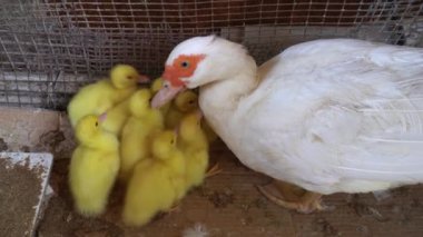 Anne ördek tavuk, civciv ve küçük sarı ve narin bebekler kapılarını yemek için açıyorlar, anne çocuk ilişkisi doğumda var.