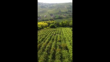 İtalya, yeşil tepeli bir kırsal arazinin insansız hava aracı görüntüsü, Toskana ve Lombard Apennines 'in üzüm bağları sıra sıra İtalyan şarabı üretimine hazır.