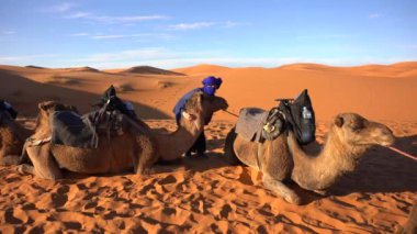 Afrika, Fas, Merzouga 5,12025 turist, bir Berber rehberiyle Sahra Çölü 'ne maceralı bir gezi düzenler. Kum tepeleri çöl develerine giderler. Gün batımı ve Tuareg berberi.