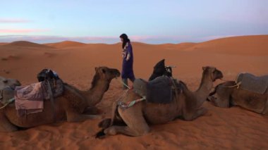 Afrika, Fas, Merzouga 5,12025 turist, bir Berber rehberiyle Sahra Çölü 'ne maceralı bir gezi düzenler. Kum tepeleri çöl develerine giderler. Gün batımı ve Tuareg berberi.