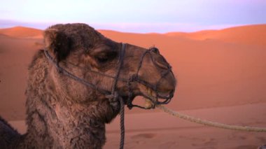 Çöldeki deve kum tepelerinde ve mavi gökyüzü arka planında 