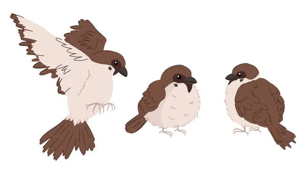 Eine Reihe Von Cartoon Stil Haussperlinge Kleine Braune Vögel Verschiedenen — Stockvektor