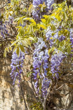 Sunlit light mauve blue racemes of Wisteria racemes surrounded by light olive green young foliage grown against a light sandy coloured wall