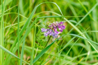 Dark purple and lighter mauve coloured flowers of common vetch, Vicia sativa, against a background of green grasses