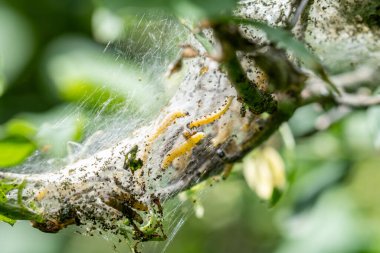 The silk webbing woven nest of the Spindle Ermine moth, Yponomeuta cagnagella with the caterpillar lavae clearly visible within
