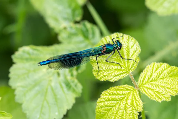 A male banded demoiselle damselfly, Calopteryx splendens, resting on a bramble leaf clearly showing the dark spot or band on the wings
