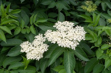 2 creamy white clusters of elderflower blossom, sambucus nigra, against a background of the dark green leaves of the same plant
