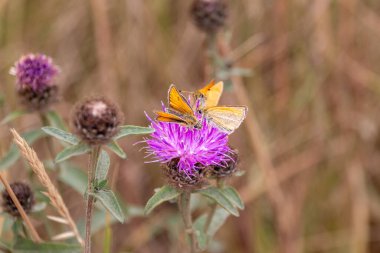 A group of Essex Skipper butterflies, Thymelicus lineola, feeding on the pinkish purple flower of common knapweed, Centaurea nigra on the chalk downs of Wiltshire clipart