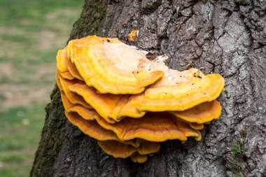 Layered tiers of the fruiting body known as Chicken of the woods, scientific name Laetiporus sulphureus, a bright yellow edible bracket fungi said to have the taste and texture of chicken when cooked clipart