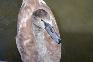Yarı yetişkin ya da genç, dilsiz bir kuğu cygnus olor, nehrin yüzdüğü yerden kameraya bakıyor.