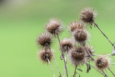 Arctium bitkisinin burrs olarak bilinen bazı kuru kahverengi tohumları. Burrs, kancalı dikenlerle uçlu birden fazla frenden oluşur.