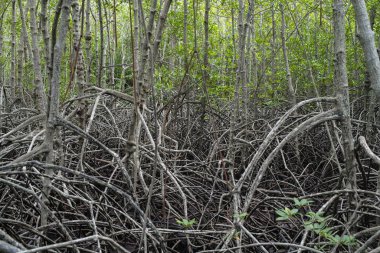 Mangrov ormanının doğal atmosferdeki görüntüsü..