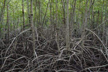 Mangrov ormanının doğal atmosferdeki görüntüsü..