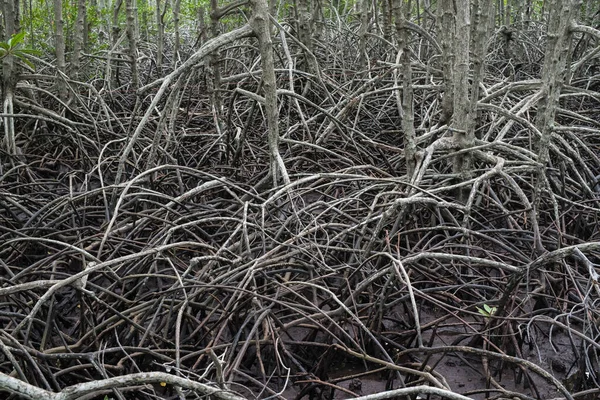 stock image Image of the mangrove forest pathway in a natural atmosphere.