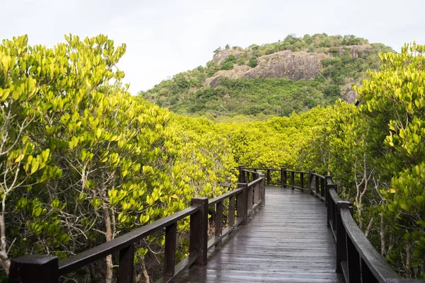 Mangrov Ormanının Doğal Atmosferdeki Görüntüsü — Stok fotoğraf