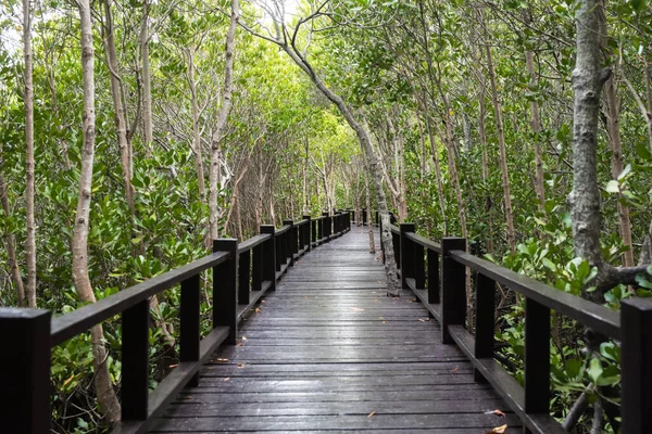 Mangrov Ormanının Doğal Atmosferdeki Görüntüsü — Stok fotoğraf