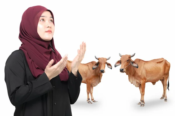 Concept Qurban Piękne Brązowe Krowy Azjatycka Muzułmanka Modlą Się Dokonują — Zdjęcie stockowe