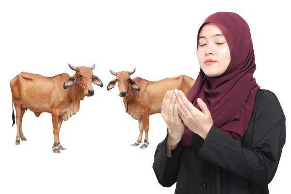 Conceito Qurban Belas Vacas Marrons Mulher Muçulmana Asiática Estão Orando — Fotografia de Stock