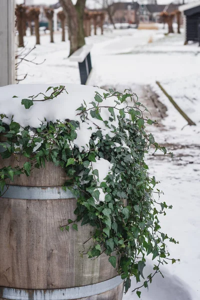 Una Planta Que Crece Barril Madera Cubierto Nieve Fotos de stock