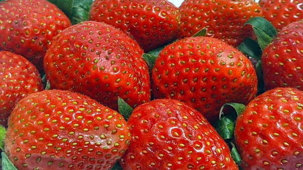 Köstliche Frische Rote Erdbeeren Auf Weißem Hintergrund Draufsicht — Stockfoto