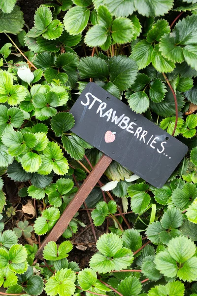 Blackboard plate with written word Strawberries