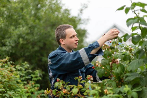 Man picking raspberries in the garden