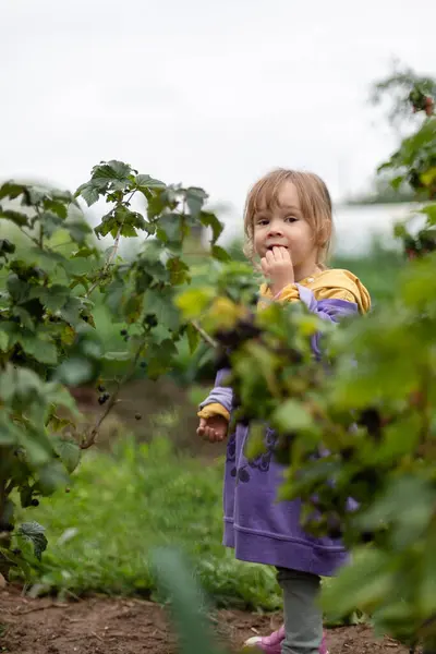 Picking and eating blackcurrants in the garden