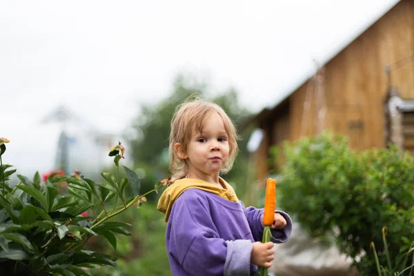 Little girl eating carrot in the garden