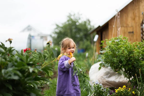 Little girl eating carrot in the garden