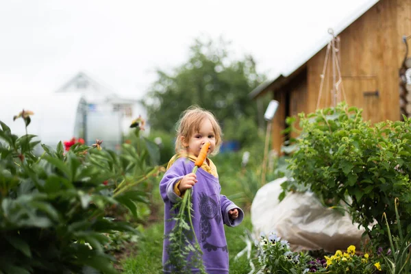Little girl eating carrot in the garden