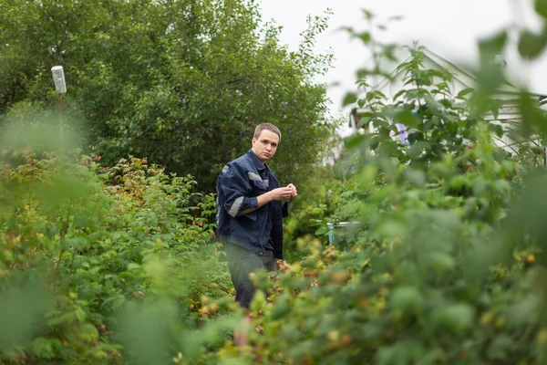 Man picking raspberries in the garden
