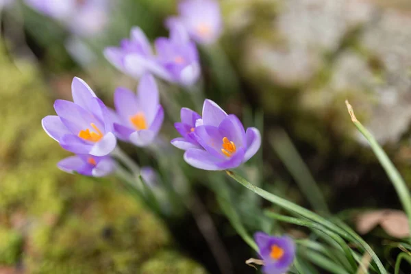 close-up of a wild purple crocus flowers