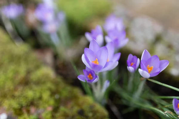 close-up of a wild purple crocus flowers