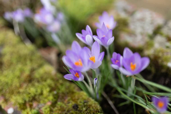 close-up of a wild purple crocus flowers