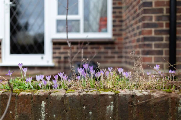 close-up of a wild violet crocus flowers in spring time