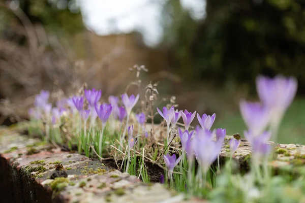 close-up of a wild violet crocus flowers in front of window