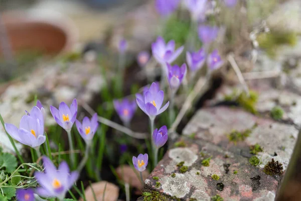 close-up of a wild violet crocus flowers