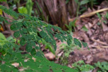 Moringa yapraklarının yakınında yeşil ve taze bir ağaç var.