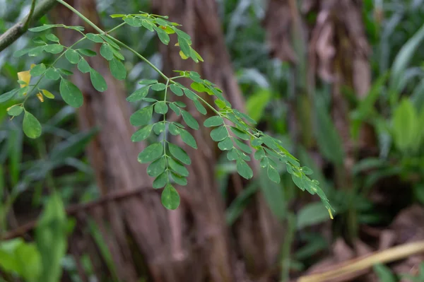 Moringa yapraklarının yakınında yeşil ve taze bir ağaç var.