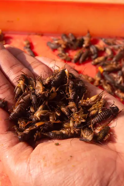 Dried Crickets Have Been Dried Sun Person Hand Holding Dry — Stock Photo, Image