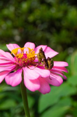 Peygamber devesine ya da çiçek açan bir çiçeğe tünemiş Creobroter mücevherine yakından bakın.