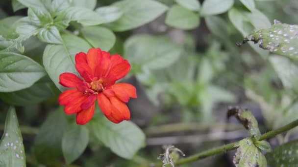 Fleur Zinnia Fleurit Dans Jardin — Video