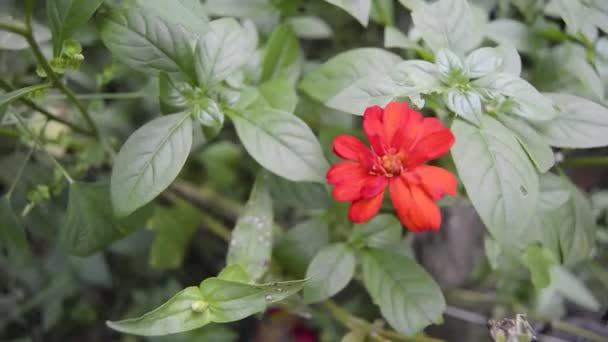 Bahçede Zinnia Çiçeği Açıyor — Stok video