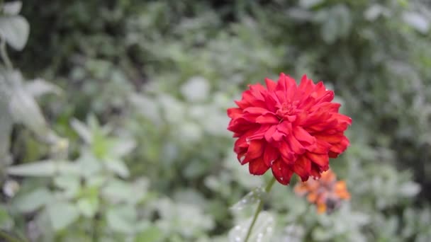 Квітка Цинії Цвіте Саду — стокове відео