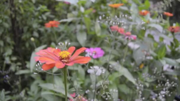 Zinnia Flor Está Florescendo Jardim — Vídeo de Stock