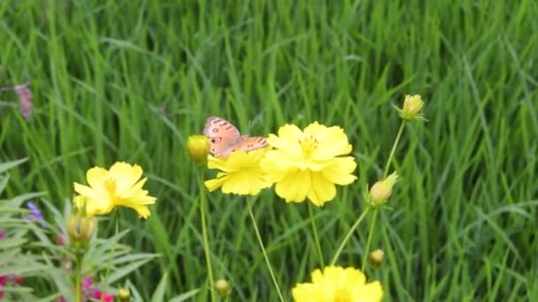 Όμορφη Χρυσοκάστανη Πεταλούδα Σκαρφαλωμένη Ένα Ανθισμένο Λουλούδι — Αρχείο Βίντεο